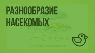 Насекомые. Разнообразие насекомых. Удивительные насекомые