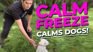 How to Calm Dogs Down: Top Dog Trainer Doggy Dan Shows the Power of The Calm Freeze