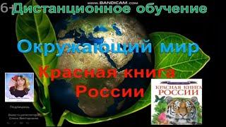 Урок по окружающему миру  "Красная книга России"