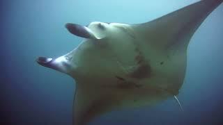 #Mantaray #funnyanimals #дайвинг #scubadiving Дайвинг с Manta Rays