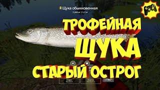 русская рыбалка 4 - Трофейная Щука Старый Острог - рр4 фарм Алексей Майоров