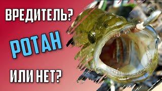 Чем опасен РОТАН? Вред или польза от загадочного представителя ихтиофауны.