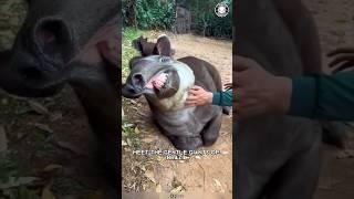 Brazilian Tapir ️‍ Cuddliest Giants of Brazil!