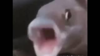 Pog Fish 2