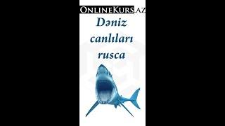 Dəniz canlıları rusca