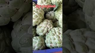 #shortvideo #fruit #anara #fruitcultivation #sitafal #funny #comedy #shortvideo #shorts #short