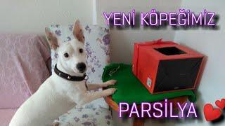 Yeni köpeğimiz PARSİLYA  Parsın Tepkisi Ne Oldu 