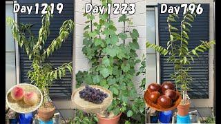 Do trees (peaches, chestnuts, grapes) grown from seed bear fruit in 3 years?