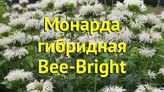 Монарда гибридная Би Брайт. Краткий обзор, описание характеристик мonarda hybr. Bee-Bright