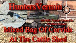 Air Rifle Hunting Mixed Bag Of Corvids At The Cattle Shed