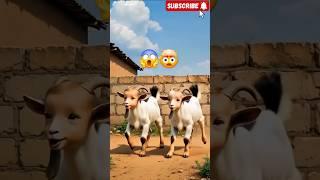 You Won’t Believe How These Babies Turned Into Hybrid GOATS!  #shorts