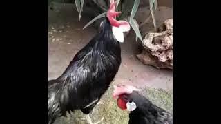Minorca Chicken