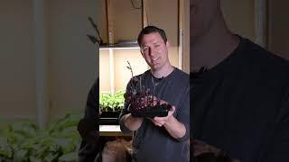 Use this method for faster sweet potato slips!
