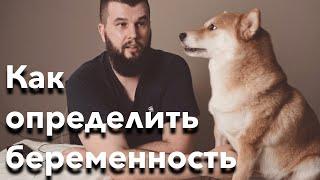 Как определить беременность у собаки - на примере породы Шиба Ину