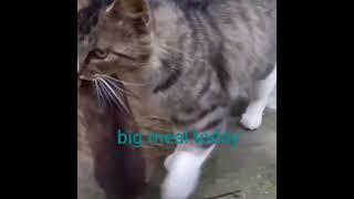 Cat ate Rat #pets #animals #shorts #cats #catlover #kitten #kitties #cute #funny #meow