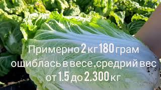 Пекинская капуста вырезка с огорода посадка и выращивание китайской капусты