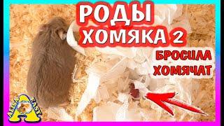 ЧЕМ ЗАКОНЧИЛИСЬ РОДЫ ХОМЯКА? / СКОЛЬКО РОДИЛОСЬ ХОМЯЧАТ? / ХОМКИ СТЕША РОДИЛА / Alisa Easy Pets