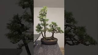 Quick clean, triple trunk larch#bonsai #fyp #fy #larch #prune #old #tree #yamadori #swiss