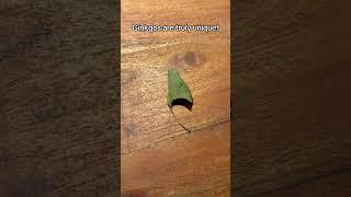 Ginkgos are truly unique! #ginkgo #tree #nature