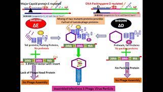 In Vitro Packing Intro