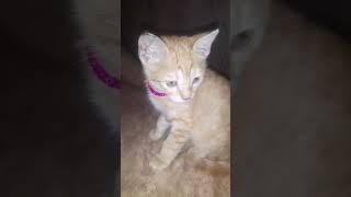 شوفو سوسو #cat |Soso yarn