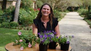 Get It Growing: Super Plant Supertunia Indigo lasts through summer