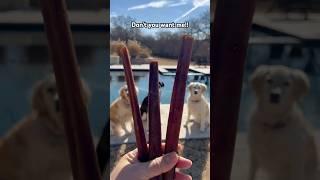  What Are Bully Sticks Really Made Of?! #doglover #dog #dogshorts #dogtreats  #bullysticks