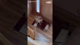 Dog hilariously realizes he's not home alone