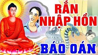 Nhân Quả Báo Ứng, RẮN NHẬP HỒN BÁO OÁN Kẻ G.I.Ế.T Hại Mình - Chuyện TÁI SINH Và NGHIỆP BÁO Có Thật..