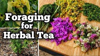 Foraging for Herbal Tea