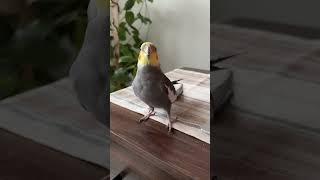 Cockatiel changes from hissing to singing #bird #cockatiel #yumyumthetiel #parrot