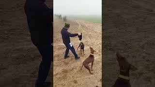 Choudhary agro farm#dobberman #doglover #traing