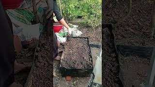 Covering the raised bed with some minced soil before planting seeds 17.06: Enjoy rural life & nature