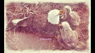 SWFL EAGLES ⭐DADDY M GETS SOME TIME WITH THE Es!! ⭐FEEDS THEM RABBIT 