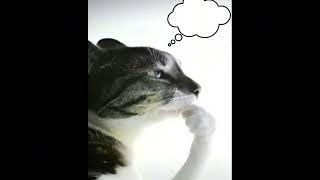 *free* паранойя x madk1d x дмитрий уткин type beat - think