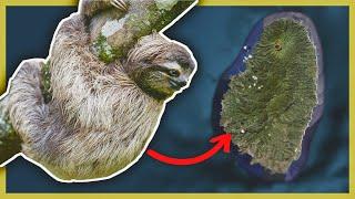 The Island of PYGMY Sloths