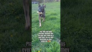 Play with your dogs everyday ️️️ #trending #dogshorts #germanshepherd #cutedog #dogs #aww