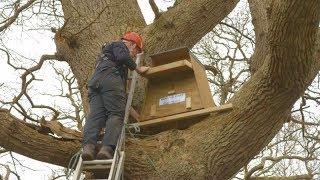 How to Erect a Barn Owl Nestbox in a Tree