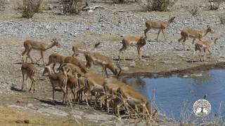 Grandes Documentales HD |  África extrema: Etosha. El gran lugar blanco 