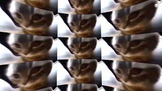 chipi chipi chapa chapa dubi dubi daba daba 360º Video (tiktok cat)