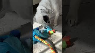 He said to always supervise though ️