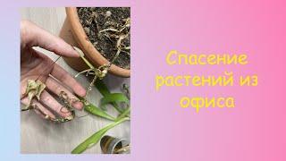 Спасение растений из офиса // Saving Plants From Work // Сингониум и Хлорофитум дома