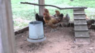 Helping Wth Chicken Egg Production - LED Lights