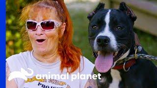 Rescued Fighting Dog Is the Sweetest Dog Ever | Pit Bulls & Parolees