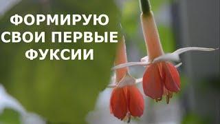 Фуксии от Полины Киселевой/ Первая прищипка