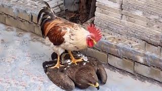 Rooster Steps On Eagle And Takes Revenge For All Birds!