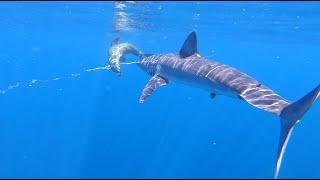 IFISHTV - Mako Bluewater Battle, Does he eat the seal?