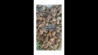 crush shea nuts from brightsail BSC coarse crusher