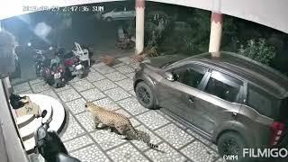 leopard attacked a dog in the house, леопард напал на собаку в доме