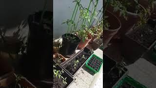 Shorts #shorts# home grow#paprika#peperoni#tomatoes